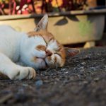 夏バテ