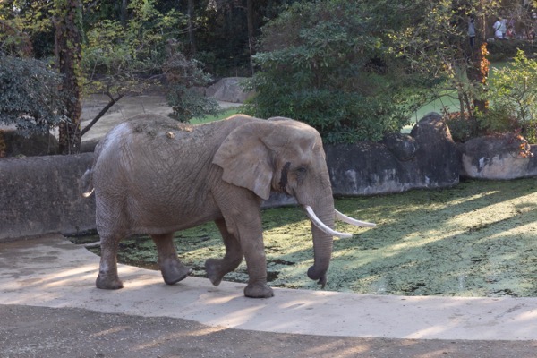 仙台八木山動物園.jpg 仙台八木山動物園